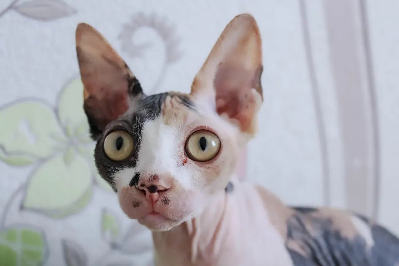 INTP: Sphynx (Image Credits: Pixabay)