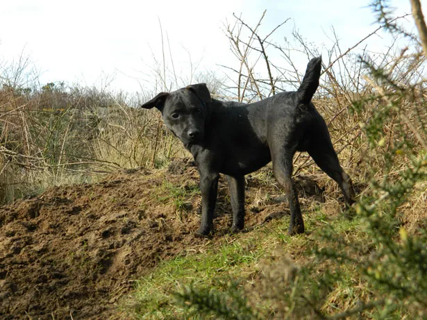 Patterdale Terrier (By EDWARD McCABE, CC0)