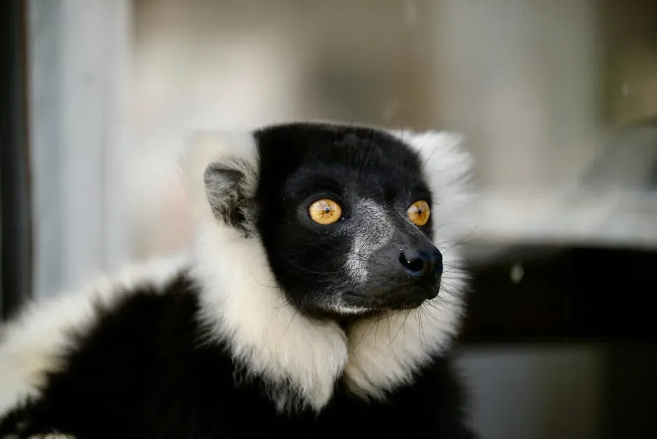 Indri Lemurs Communicate with Musical Rhythm (Image Credits: Pexels)