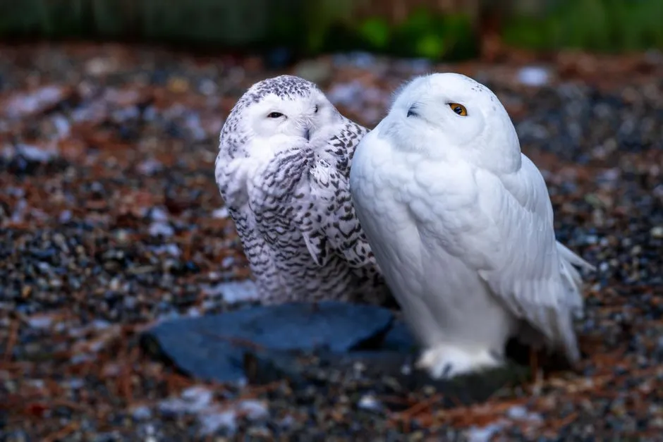 Why These States See So Many Snowy Owls (Image Credits: Pexels)