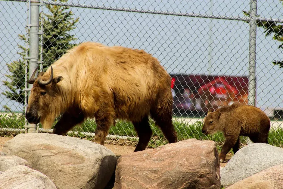 Brookfield Zoo Chicago: Breeding Programs That Pull Species Back From the Brink (Image Credits: Pexels)