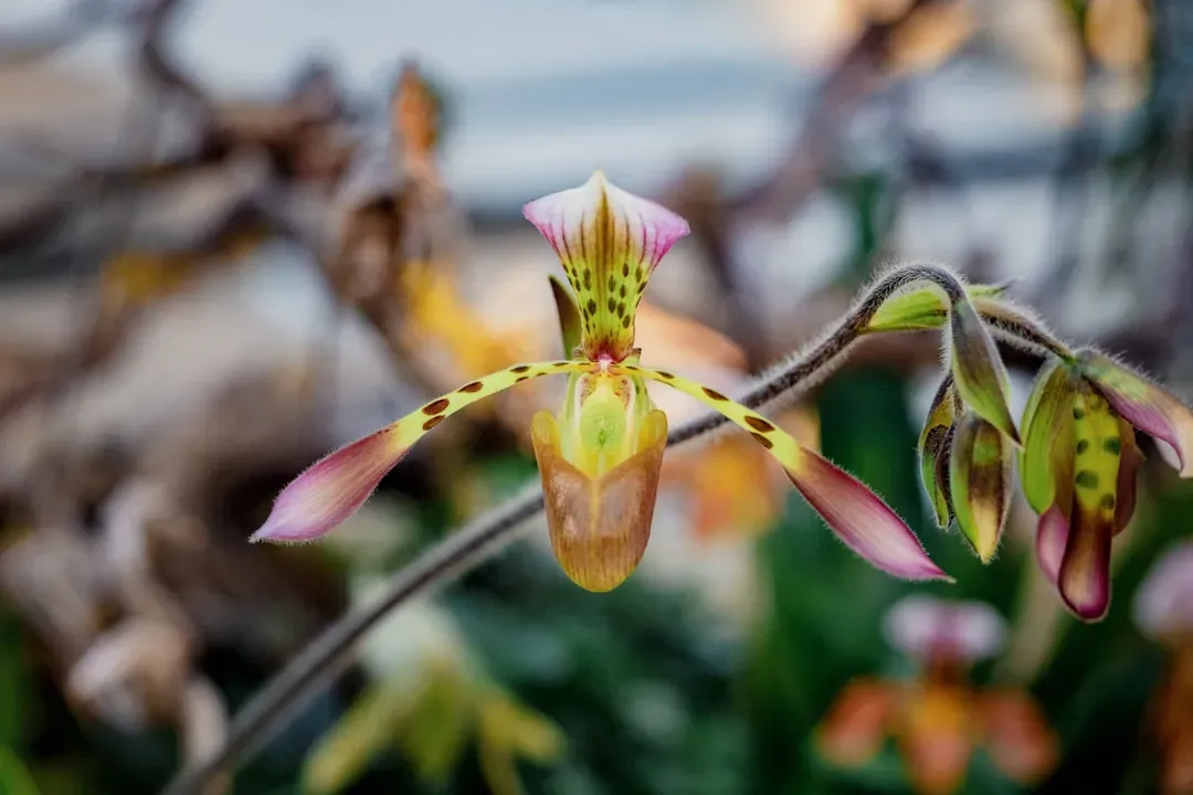 They Live in Southeast Asian Rainforests and Face Conservation Threats (Image Credits: Unsplash)