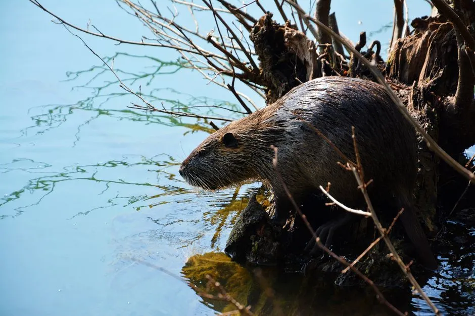 Conservation and Reintroduction Efforts (Image Credits: Pexels)