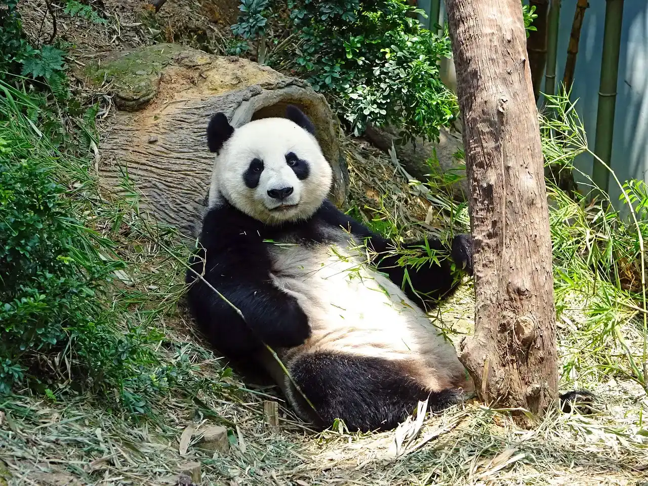 Chengdu Research Base of Giant Panda, China - Where Conservation Gets Adorable (Image Credits: Pixabay)