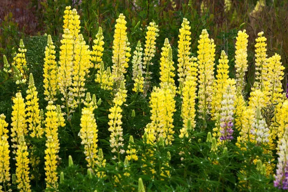 5 - Lupine (Image Credits: Pexels)
