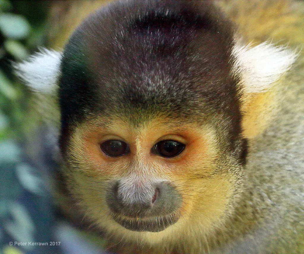 Gemini (May 21 – June 20): The Squirrel Monkey (alden0249, Flickr, CC BY 2.0)