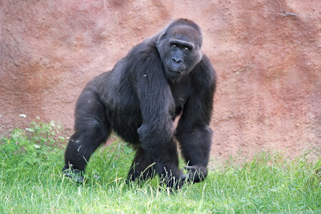 The Silverback's Desperate Defense (Image Credits: Unsplash)