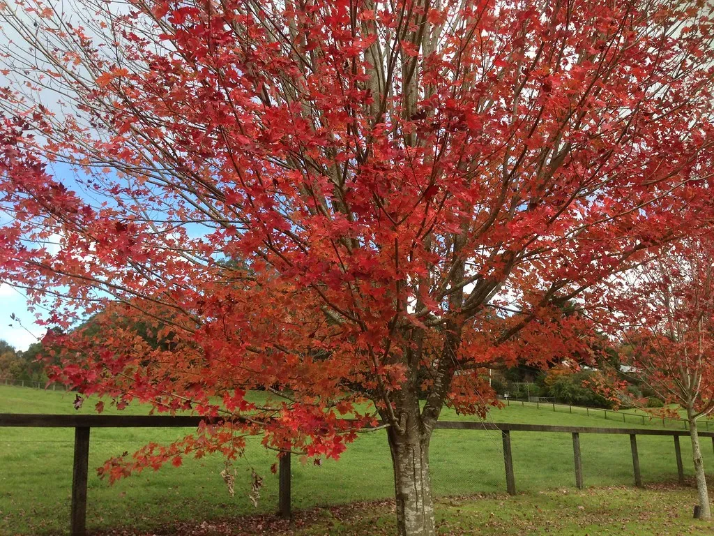 #4. Red Maple (Acer rubrum) (Dushan Hanuska, Flickr, CC BY-SA 2.0)