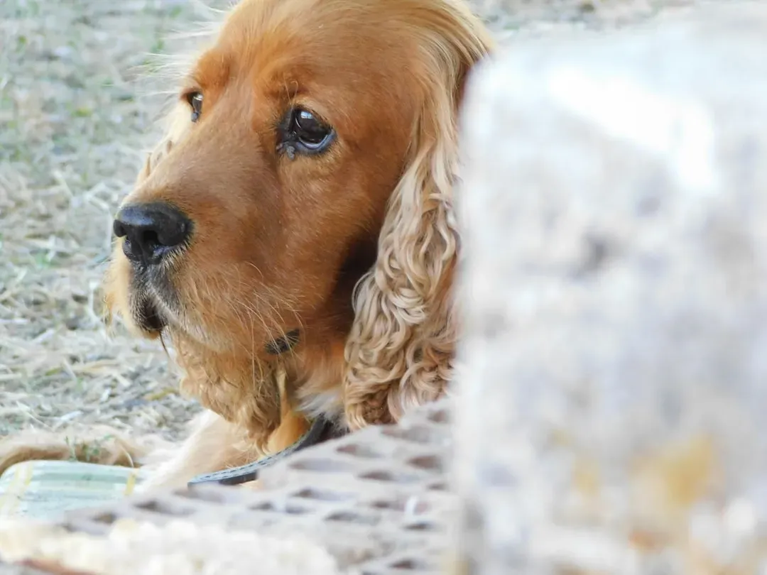 Cocker Spaniel (Image Credits: Unsplash)