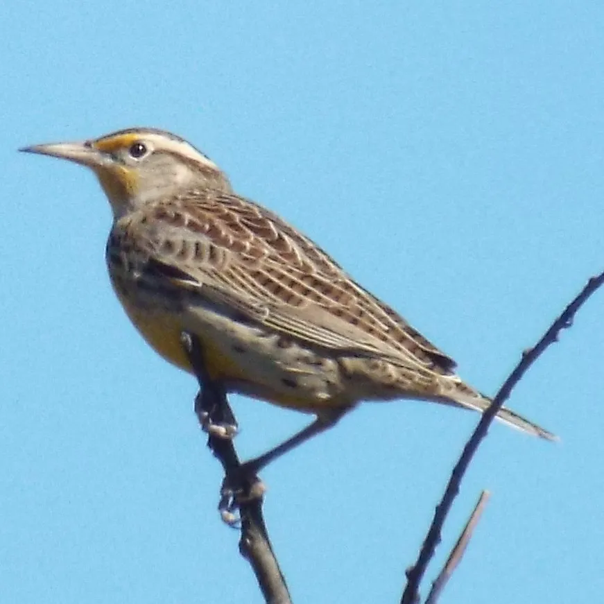 #21 - Eastern Meadowlark: The Vanishing Voice of Open Fields (gurdonark, Flickr, CC BY 2.0)