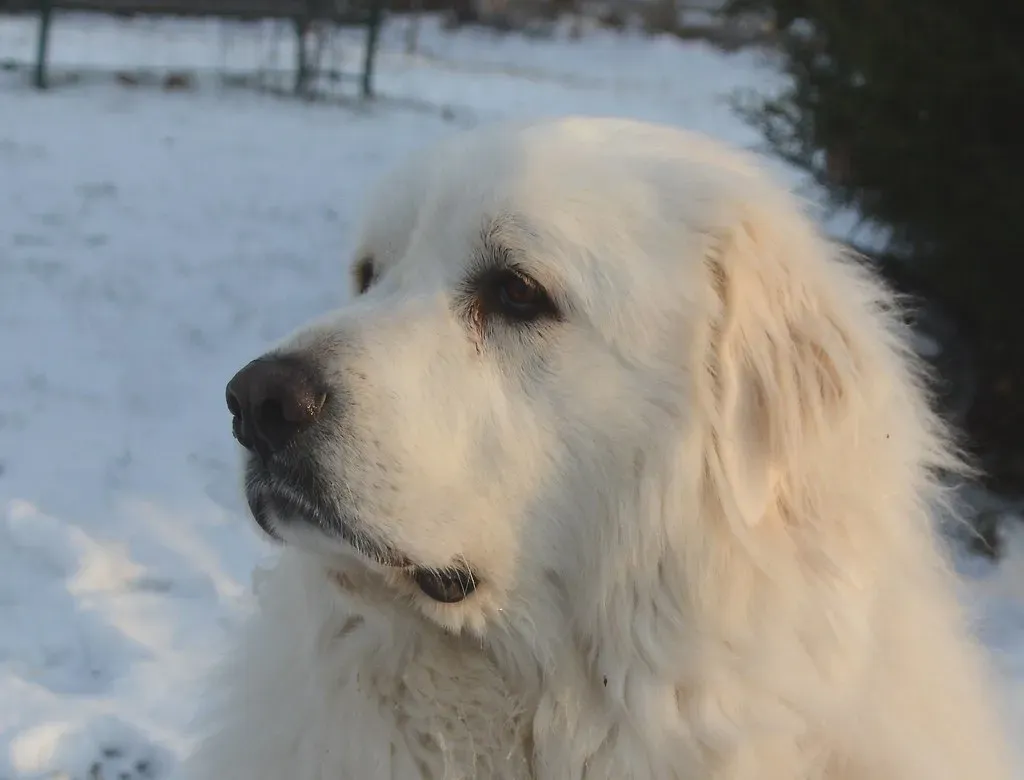9. Shelby: The Dog Who Charged a Mother Bear and Won (Aiko, Thomas & Juliette+Isaac, Flickr, CC BY 2.0)