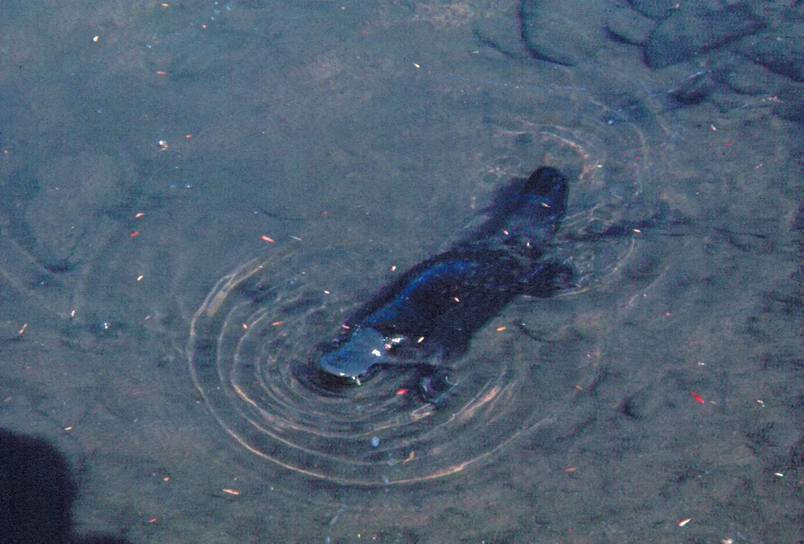 7. Platypus (Image Credits: Wikimedia)