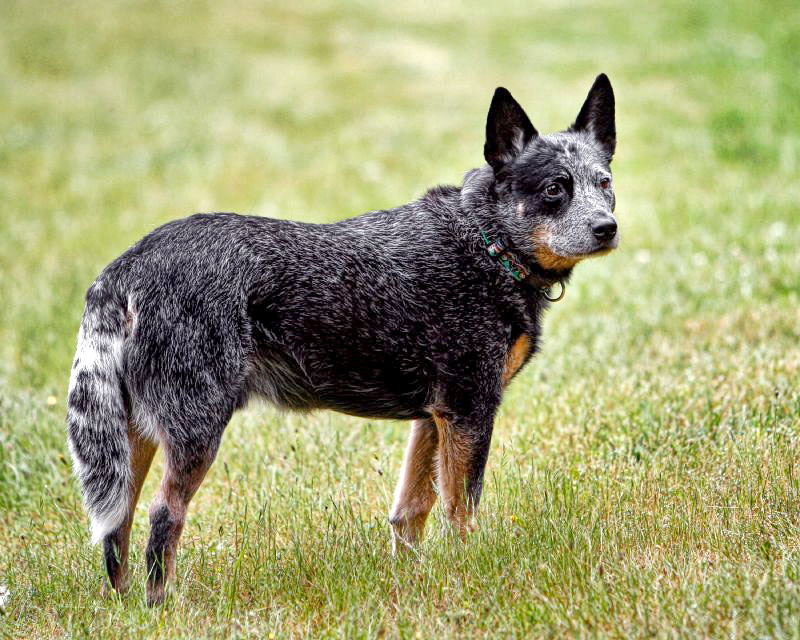 #7 - Australian Cattle Dog (Image Credits: Wikimedia)