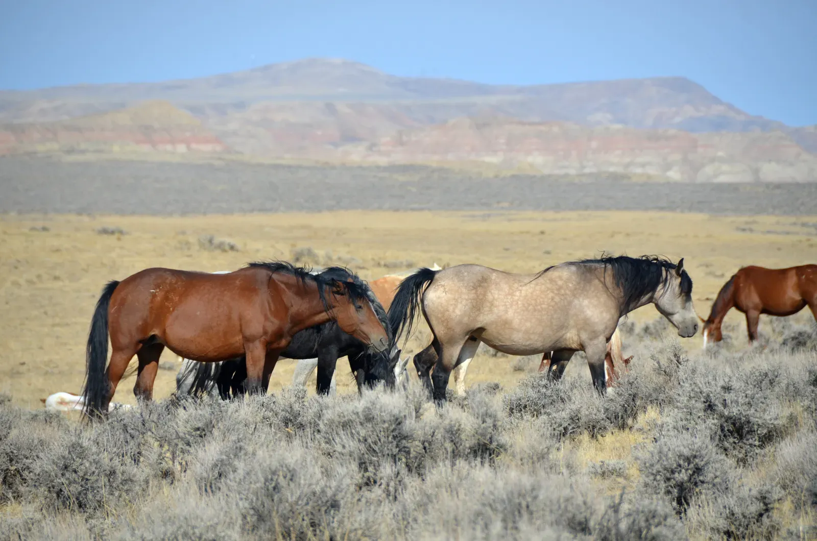 Virginia Range, Nevada (Image Credits: Wikimedia)