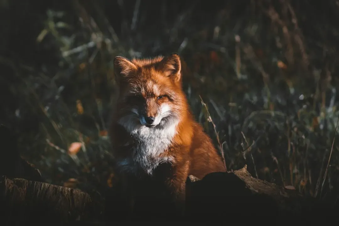 Leo: The Bold Fox (Image Credits: Unsplash)