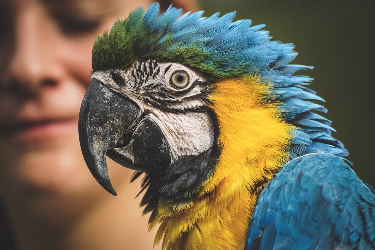 #4: Macaws and Large Parrots - Lifelong, Complicated Relationships (Image Credits: Pixabay)