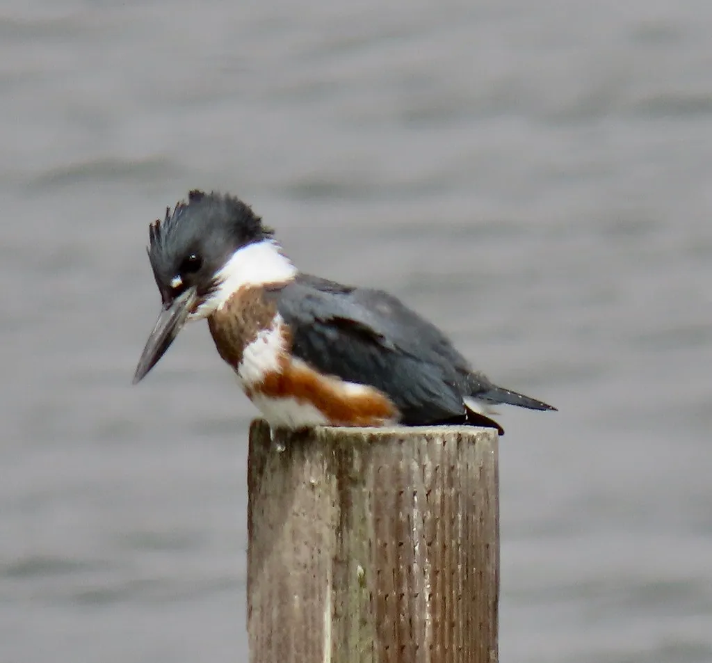 Conclusion: The Small Predator That Deserves a Big Reputation (Kaaren Perry, Flickr, CC BY 2.0)