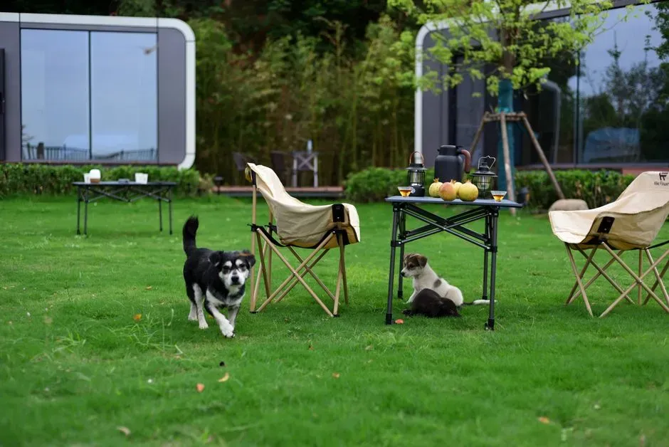 3 - Give Every Dog a Place to Retreat (Image Credits: Pexels)