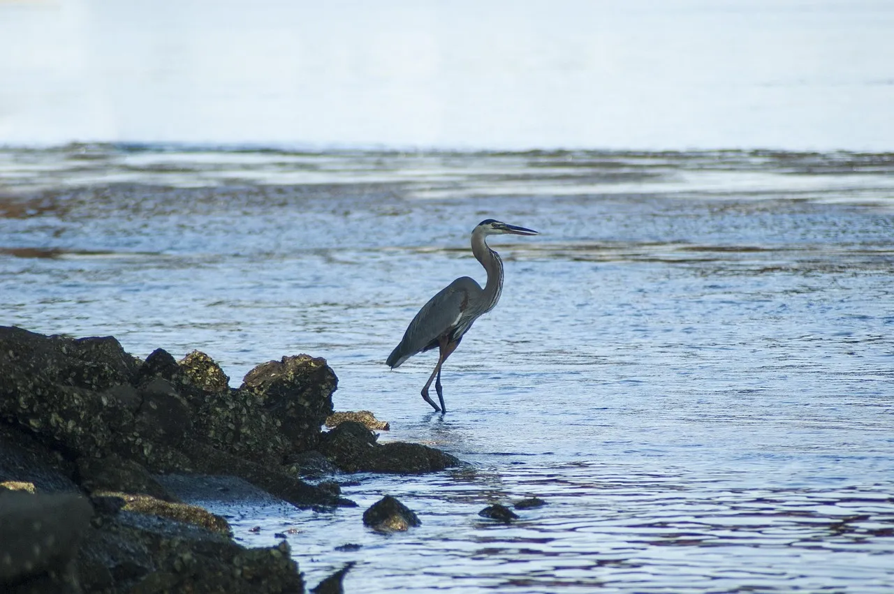 #10 Great Blue Heron (Image Credits: Pixabay)