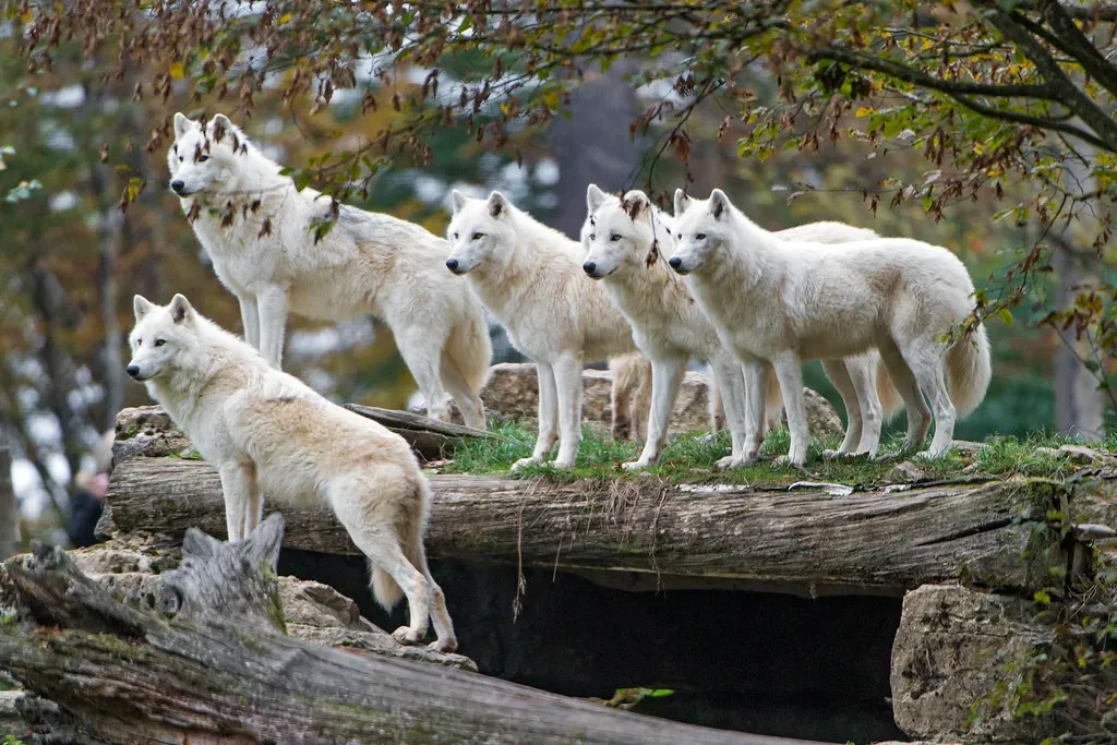 Wolves: Family Over Fiction (Image Credits: Flickr)