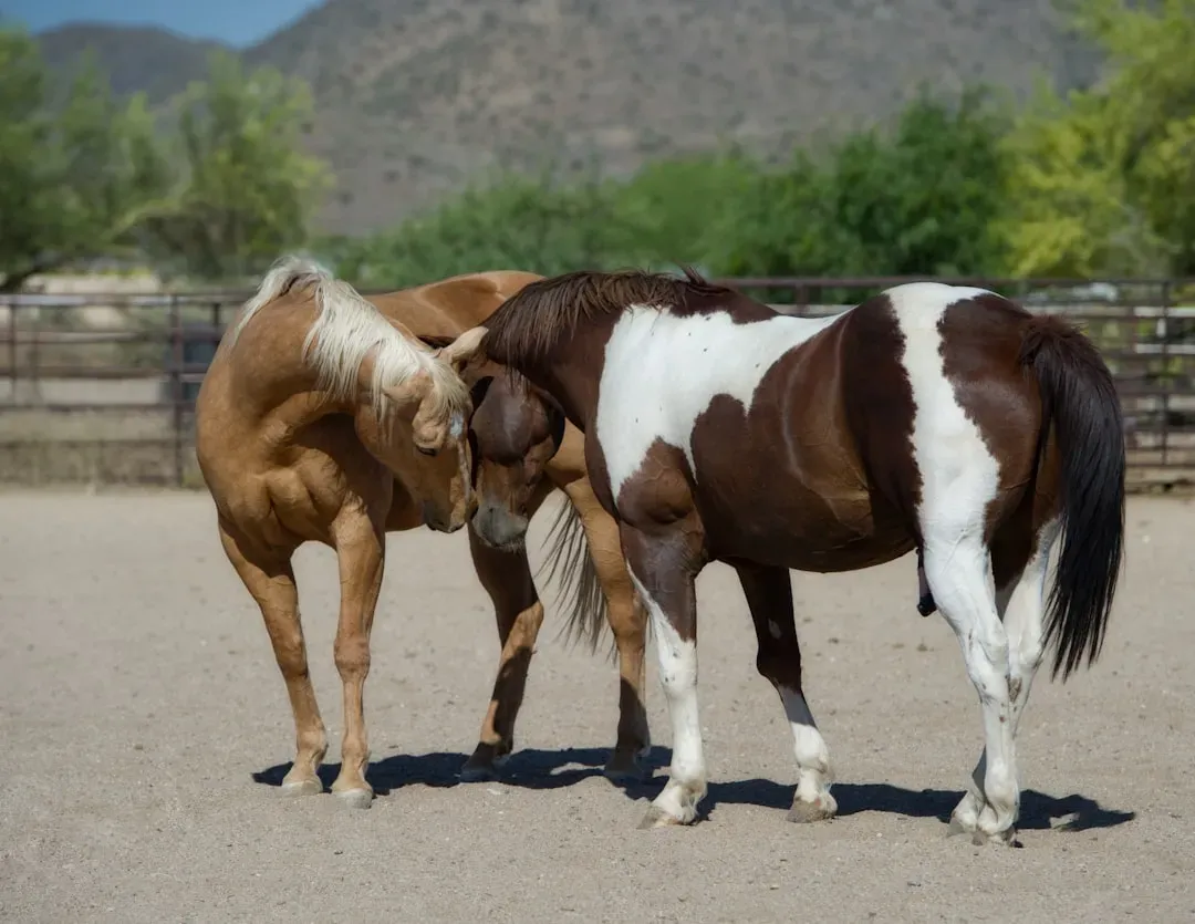 #12 - Paint Horse (Image Credits: Unsplash)