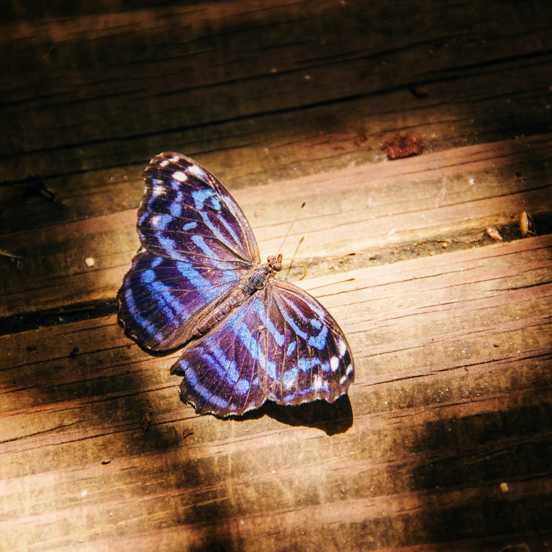 Butterflies: Ultraviolet Flower Navigators (Image Credits: Unsplash)