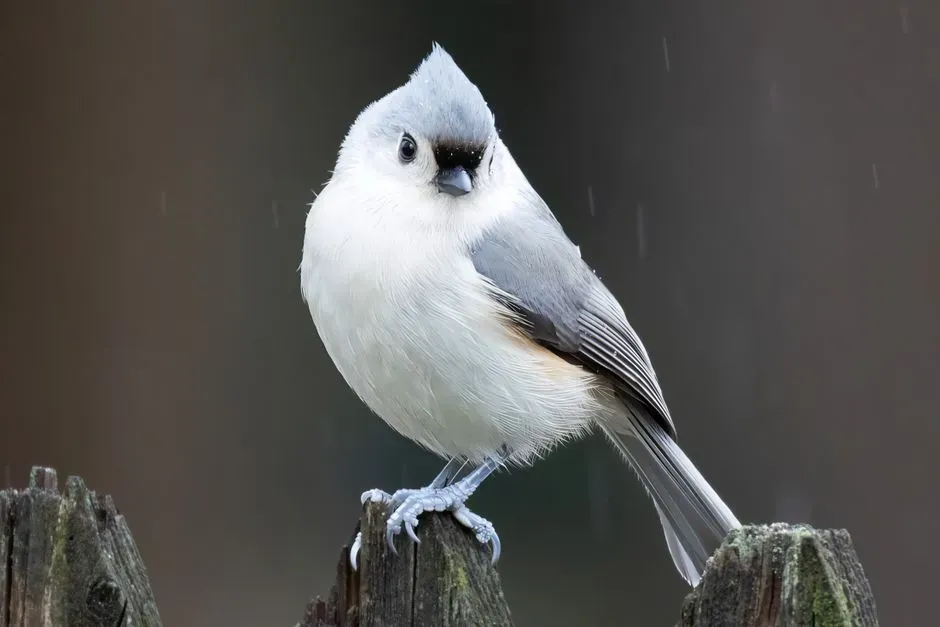 Tufted Titmouse (Image Credits: Pexels)