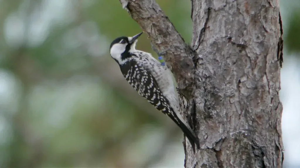 The Red-Cockaded Woodpecker: An Endangered Bird With a Very Specific Address (Wildreturn, Flickr, CC BY 2.0)