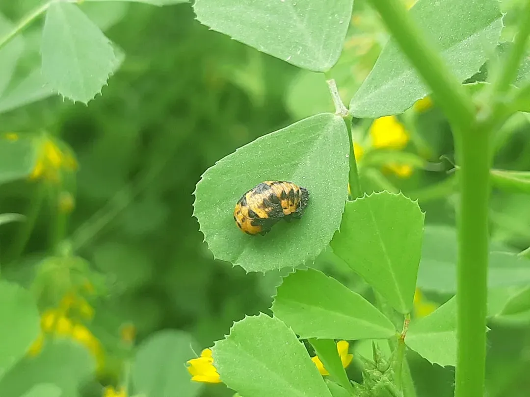 Monitoring Your Garden's Insect Balance (Image Credits: Unsplash)