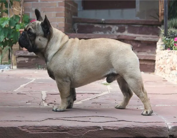 Ethical breeding, adoption, and doing right by the breed (By Cristorresfer, CC BY-SA 3.0)
