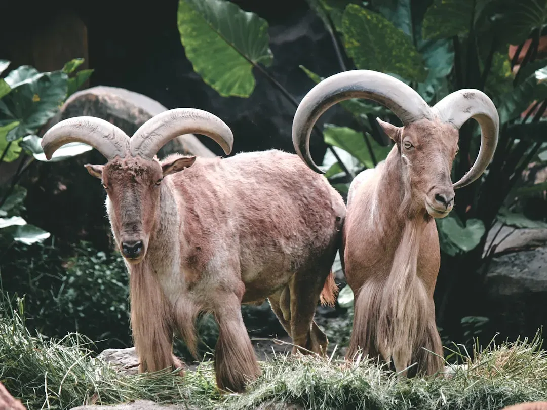 How Western Zodiac Signs Connect to Animal Spirits (Image Credits: Unsplash)
