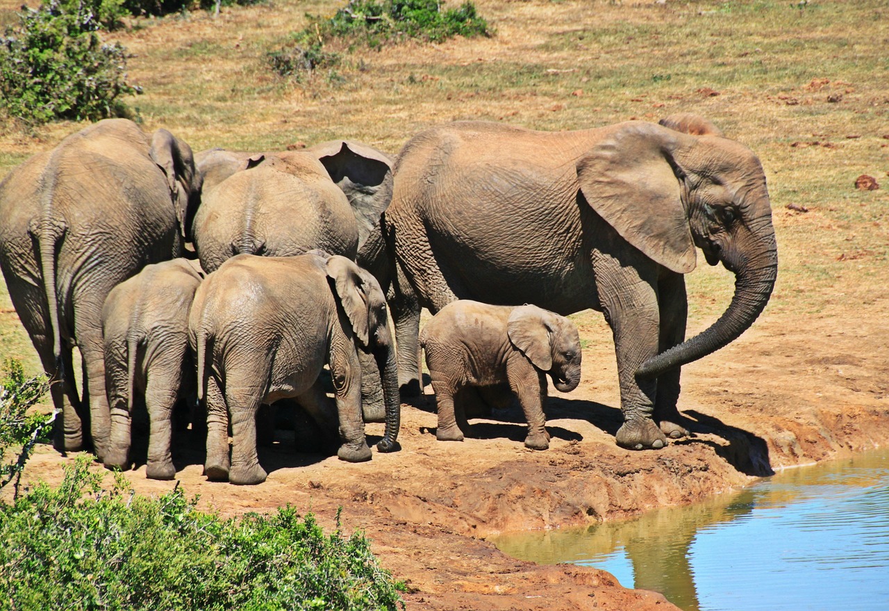 Elephants Communicate Through Secret Underground Networks (Image Credits: Pixabay)