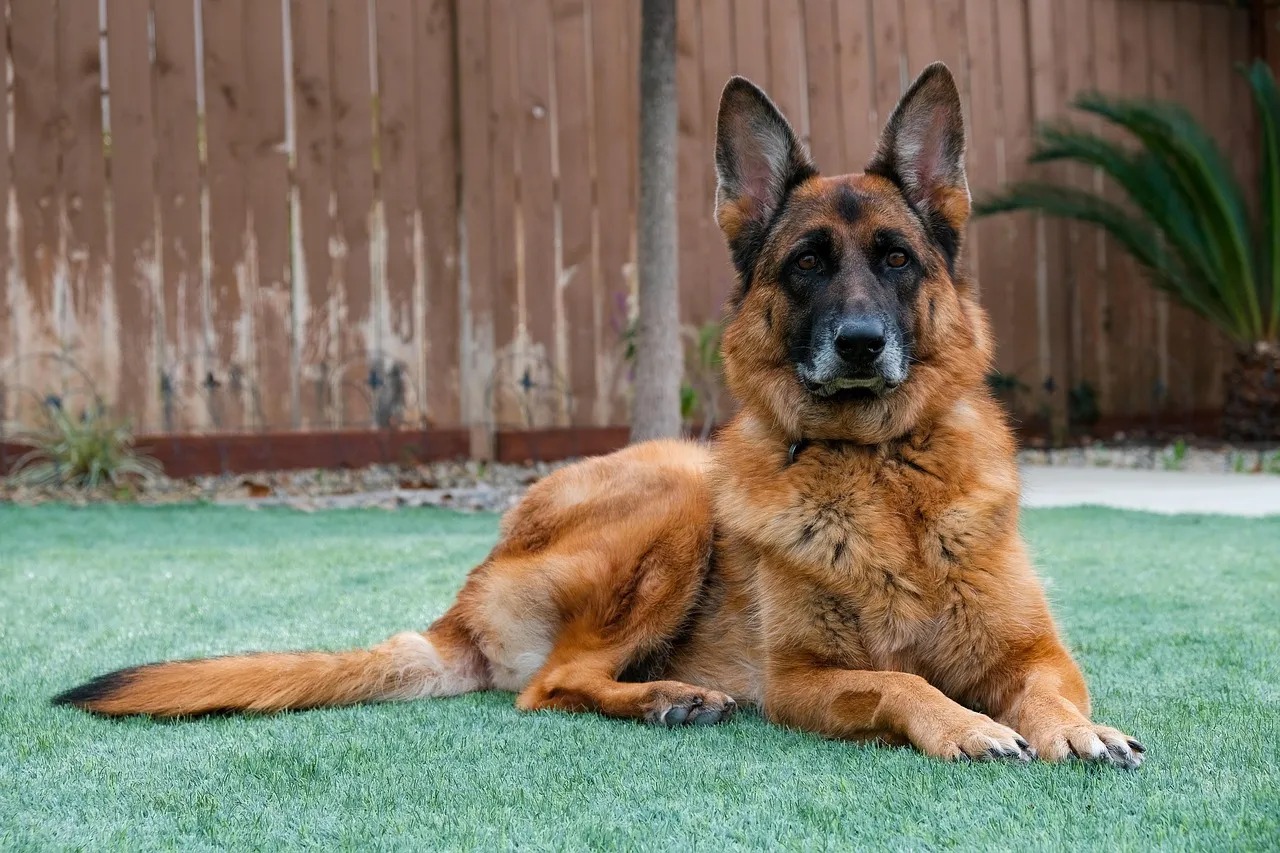 #3 - German Shepherd: Hyper-Bonded and On Duty 24/7 (Image Credits: Pixabay)