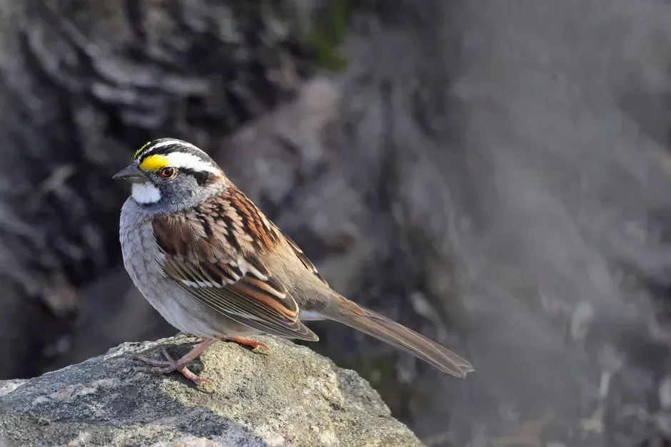 White-throated Sparrow (Image Credits: Pexels)