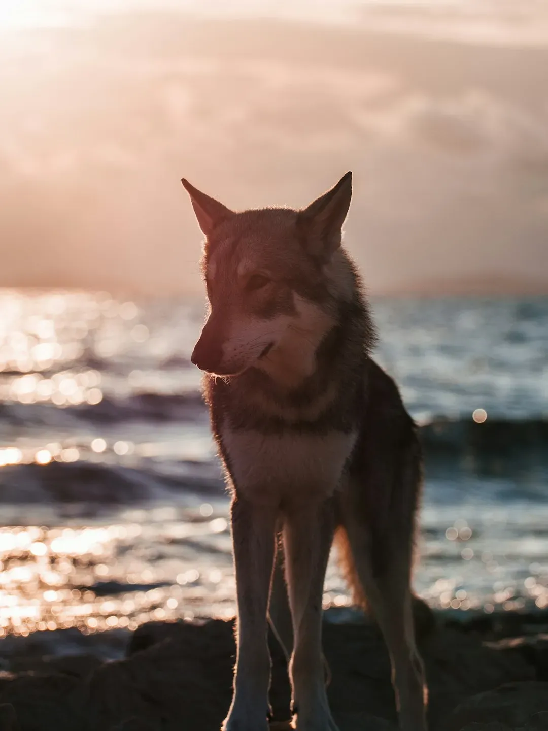 8. Stars of Screen and Spirit (Image Credits: Unsplash)