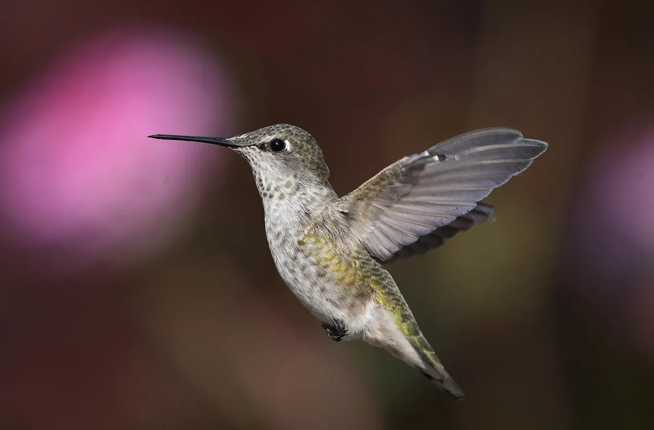 Step 4: Read the Bill, Wings, and Tail (Image Credits: Pixabay)
