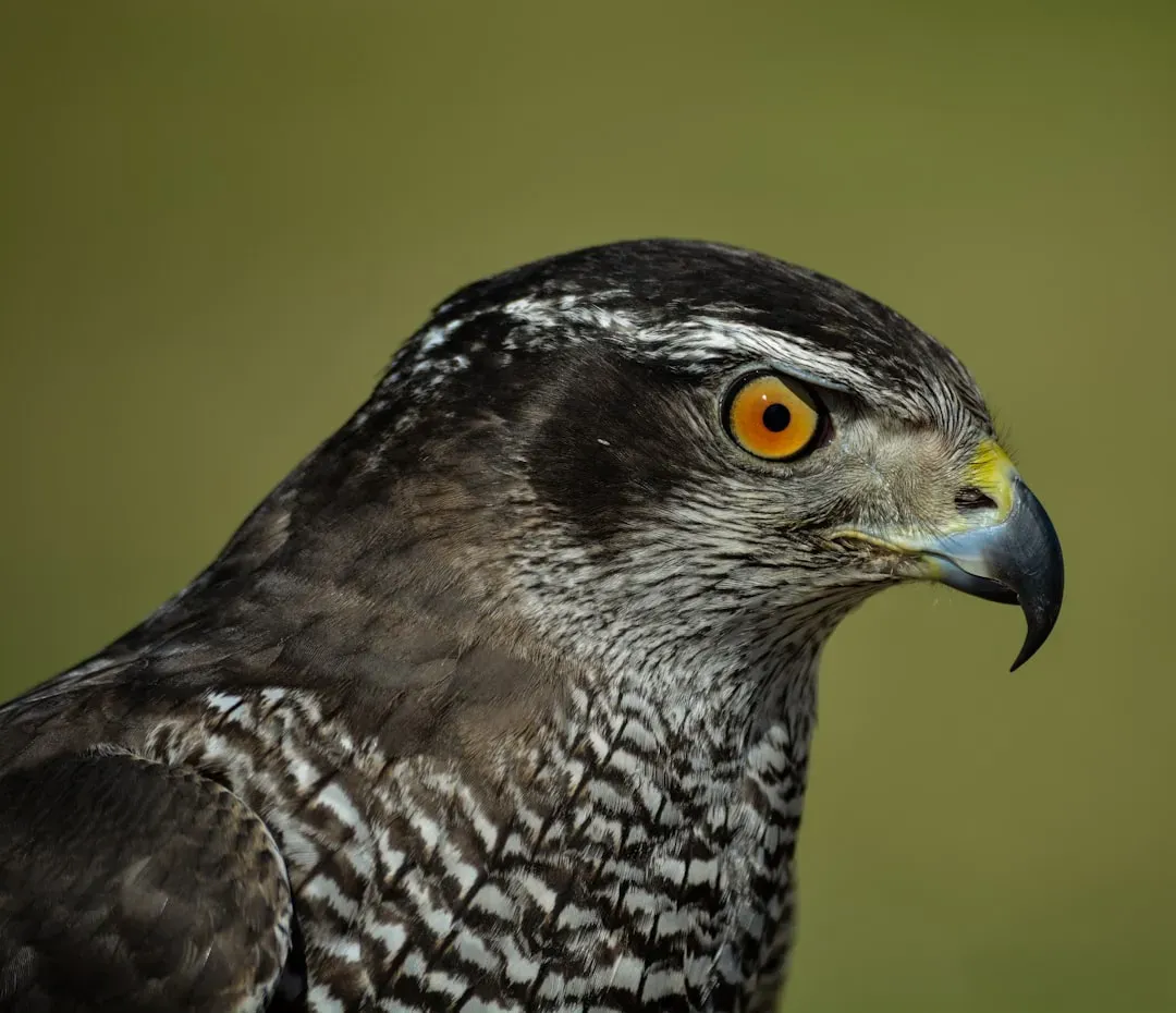 #4: The Falcon's Eye - Vision and Perception Across Signs (Image Credits: Unsplash)