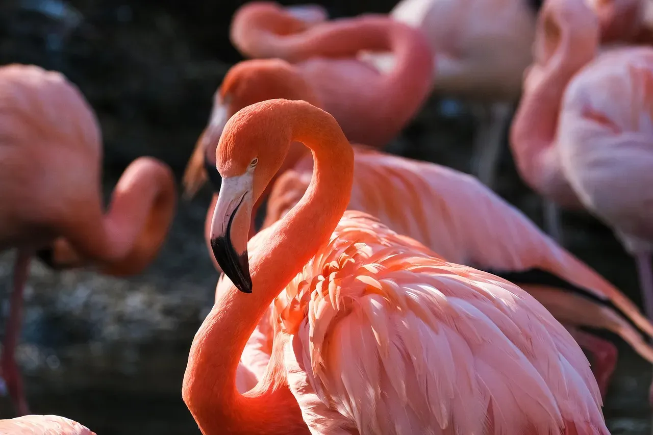 Birds Are Vanishing From American Skies (Image Credits: Pixabay)