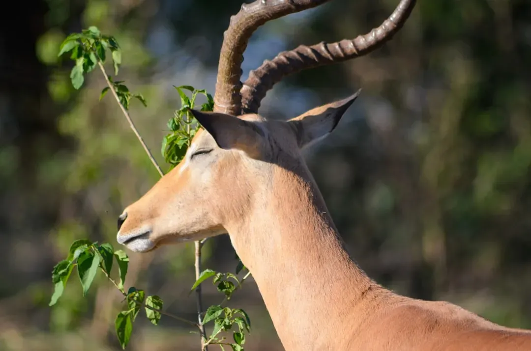 What Animal Dreams Mean for Ethics and Our Moral Obligations (Image Credits: Unsplash)