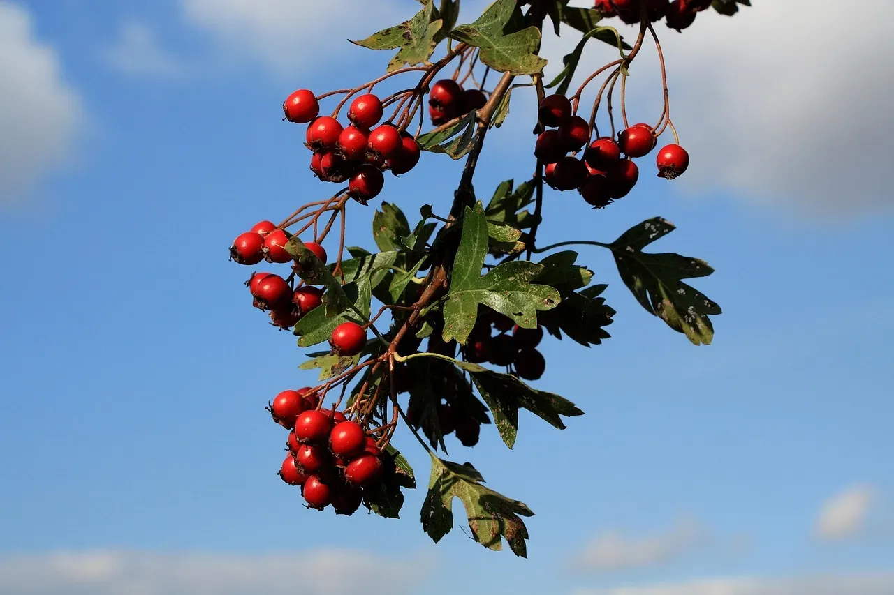 6. Hawthorn (Crataegus spp.) (Image Credits: Pixabay)
