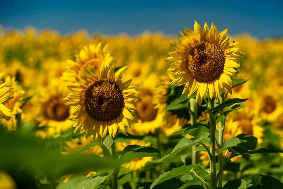 #2 - Swap Generic Seed Mixes for What Birds Actually Eat (Image Credits: Pexels)