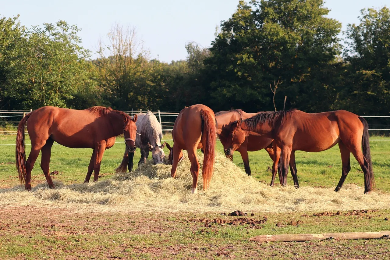 #15 - They Abandon Their Hay Just to Stand Near You (Image Credits: Pixabay)