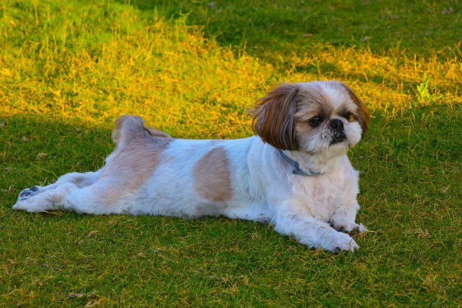 5 - Shih Tzu: The Pampered Pup With Hidden Breathing Trouble (Image Credits: Pexels)
