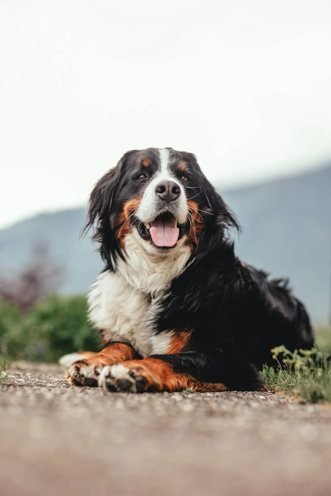#3 - Bernese Mountain Dog: Trash Bags of Fur (Image Credits: Unsplash)