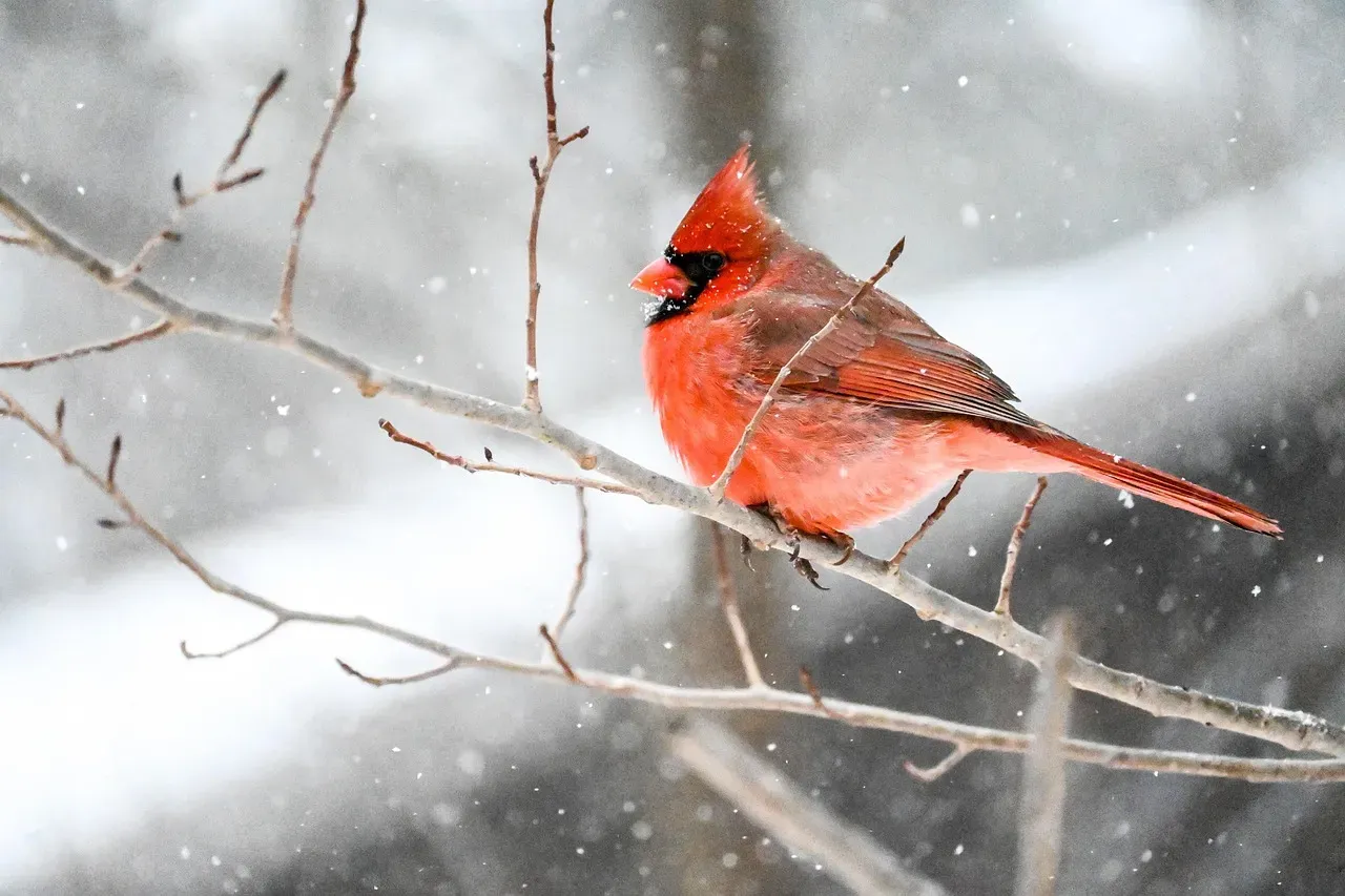They Visit During the Colder Months (Image Credits: Pixabay)
