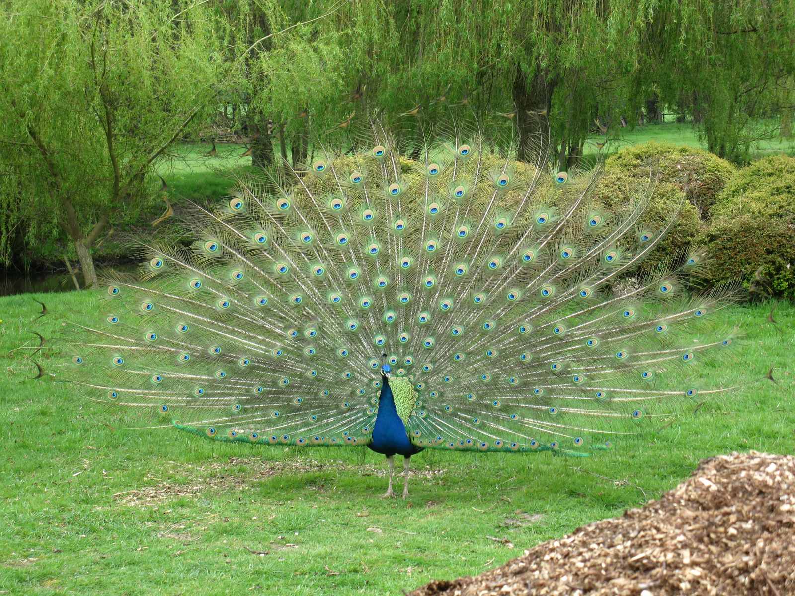 Indian Peafowl (Image Credits: Wikimedia)