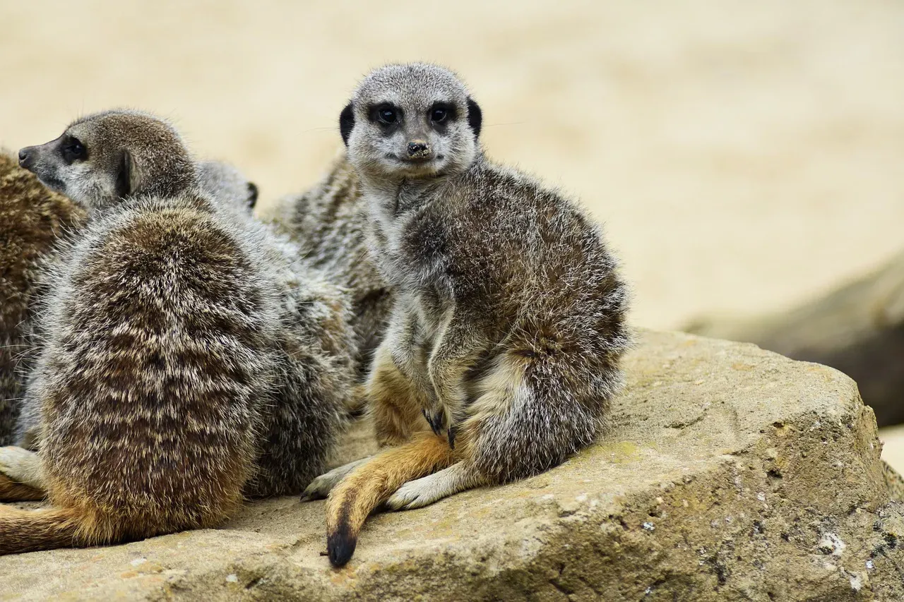 The Shift Toward Smaller Species (Image Credits: Pixabay)