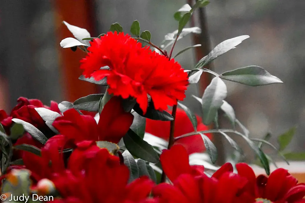 10. Red Carnations: The Blood of Christ (Image Credits: Flickr)