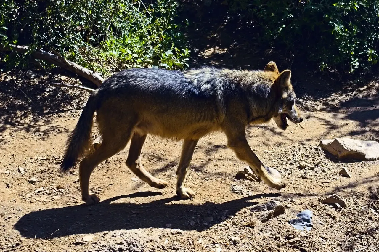 10. The Mexican Gray Wolf (Image Credits: Pixabay)