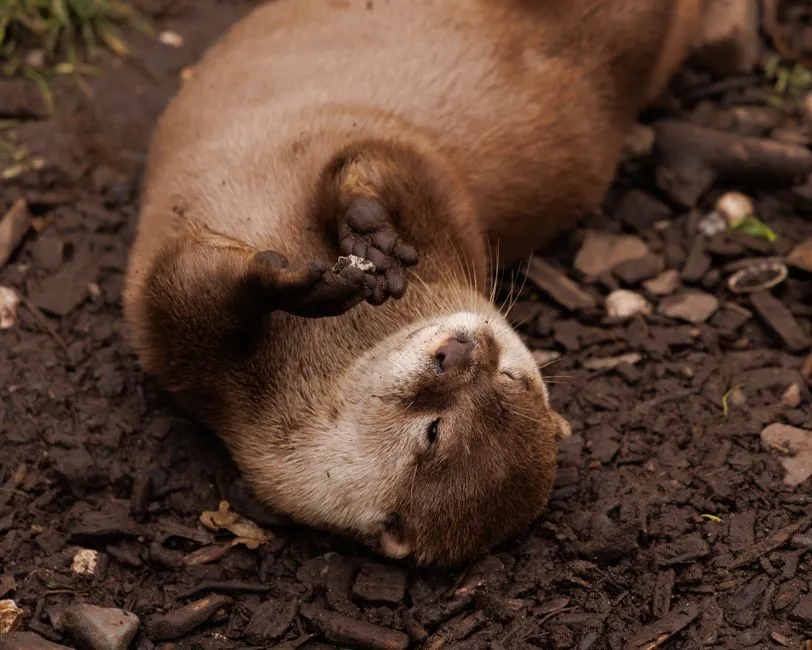 Why Conservationists Should Care About Otter Play, Not Just Otter Numbers (Image Credits: Pexels)